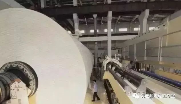 速生桉的